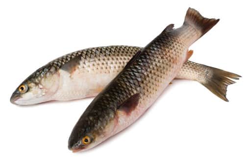 בורי - Gray mullet