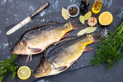 קרפיון מצוי - Carp